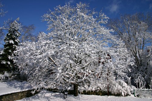 The maple tree in the back yard