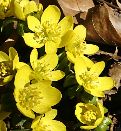 Winter aconites